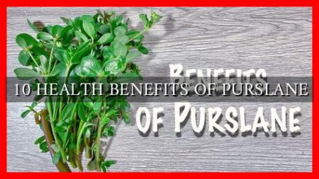 10 HEALTH BENEFITS OF PURSLANE 10 HEALTH BENEFITS OF PURSLANE