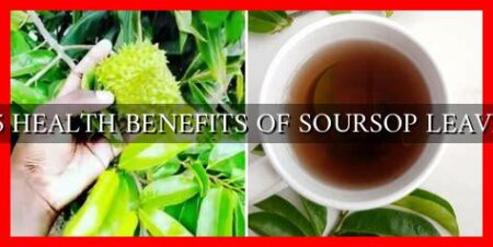 15 HEALTH BENEFITS OF SOURSOP LEAVES 15 HEALTH BENEFITS OF SOURSOP LEAVES