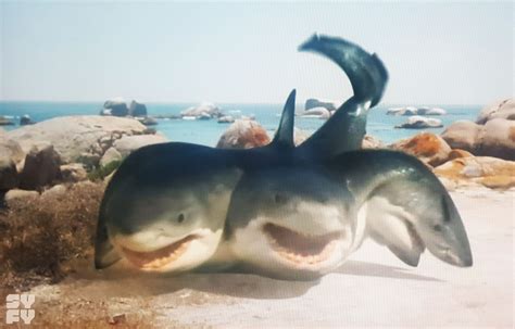 5 headed shark attack rating - Wadaef