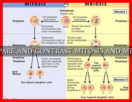 COMPARE AND CONTRAST MITOSIS AND MEIOSIS