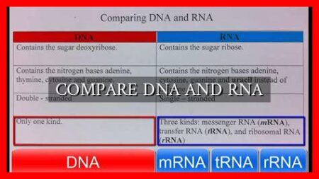 COMPARE DNA AND RNA