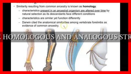 COMPARE HOMOLOGOUS AND ANALOGOUS STRUCTURES