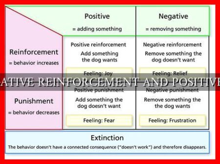 COMPARE NEGATIVE REINFORCEMENT AND POSITIVE PUNISHMENT