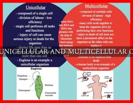COMPARE UNICELLULAR AND MULTICELLULAR ORGANISMS