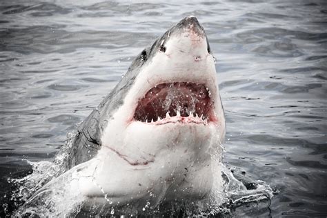Corfu shark attack 2024 - 2025 - Wadaef