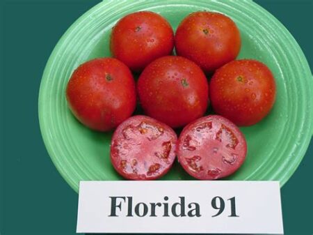 Florida 91 tomato seeds