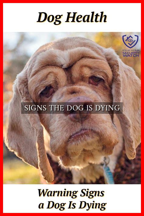 SIGNS THE DOG IS DYING - Wadaef