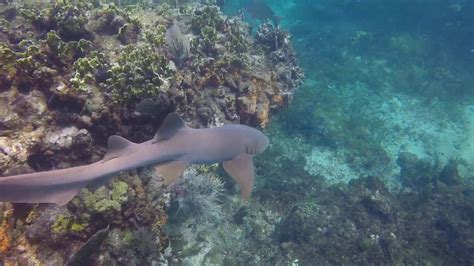 Shark attack key largo - Wadaef