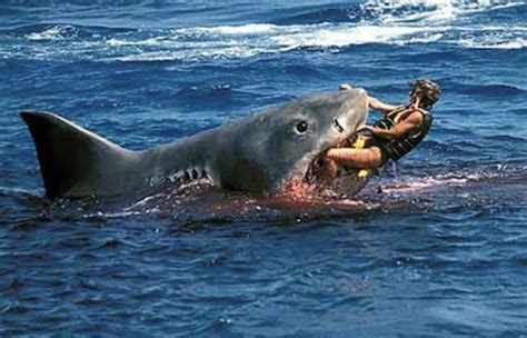 Shark attack near inlet beach - Wadaef