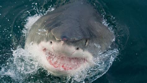 Shark attack panhandle fl - Wadaef