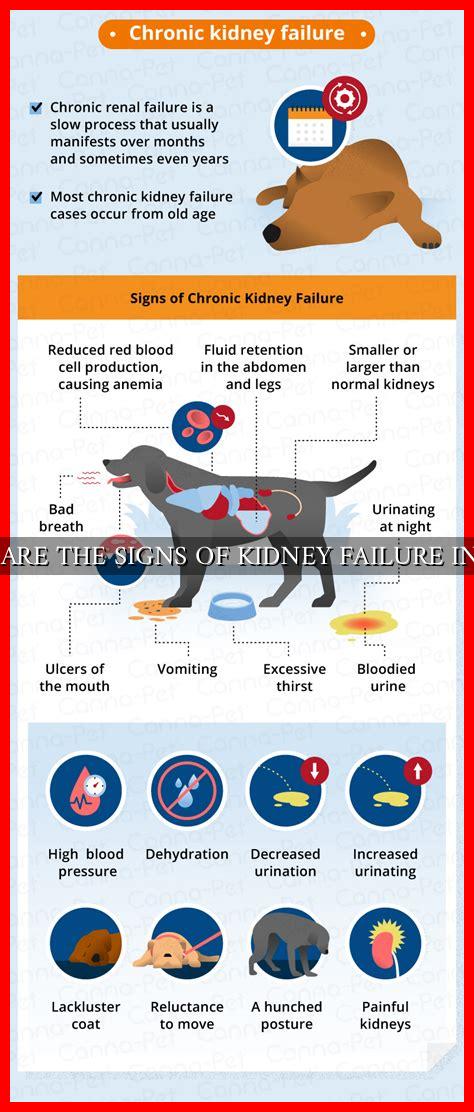 WHAT ARE THE SIGNS OF KIDNEY FAILURE IN DOGS - Wadaef