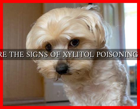 View of WHAT ARE THE SIGNS OF XYLITOL POISONING IN DOGS - Wadaef