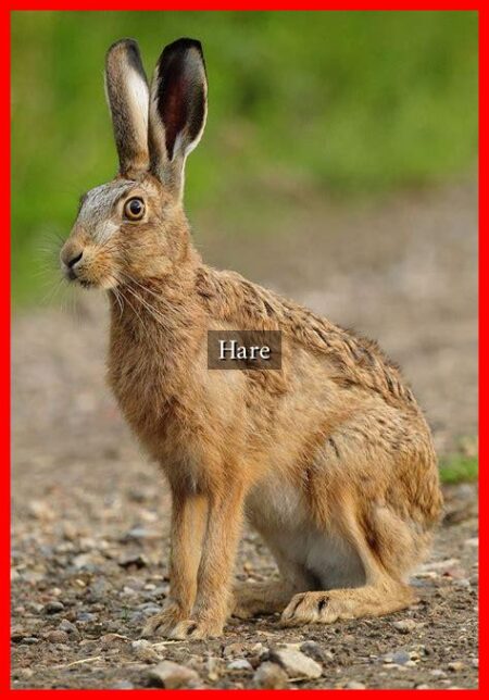 Hare