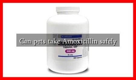 Can pets take Amoxicillin safely Can pets take Amoxicillin safely