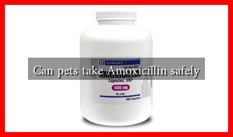 Can pets take Amoxicillin safely Can pets take Amoxicillin safely