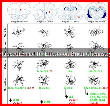 Fluoxetine and Its Effects on Brain Chemistry
