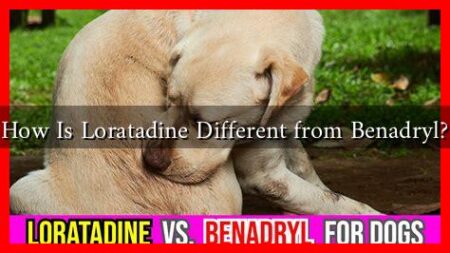 How Is Loratadine Different from Benadryl?