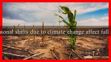 How do seasonal shifts due to climate change affect fall agriculture? How do seasonal shifts due to climate change affect fall agriculture?