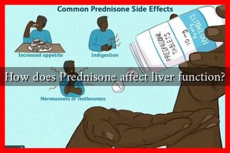 How does Prednisone affect liver function?