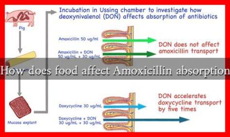 How does food affect Amoxicillin absorption
