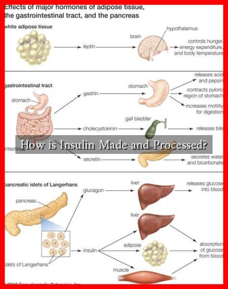 How is Insulin Made and Processed? How is Insulin Made and Processed?