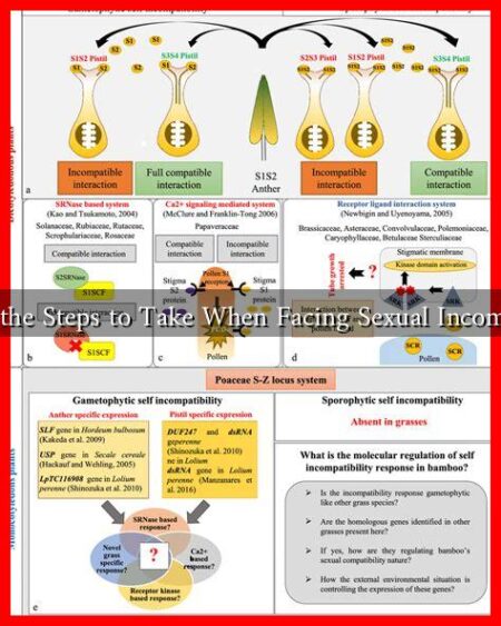 What Are the Steps to Take When Facing Sexual Incompatibility?