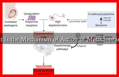 What Is the Mechanism of Action of Metoclopramide What Is the Mechanism of Action of Metoclopramide