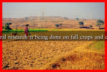 What agricultural research is being done on fall crops and climate change?