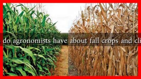 What insights do agronomists have about fall crops and climate change?