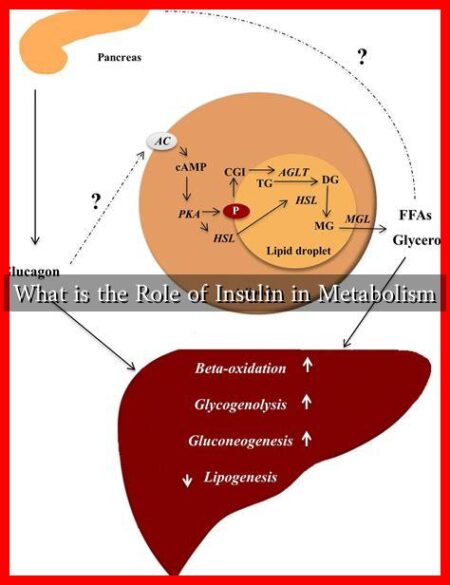 What is the Role of Insulin in Metabolism