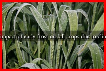 What is the impact of early frost on fall crops due to climate change?
