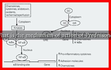 What is the mechanism of action of Prednisone?