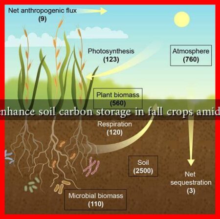 What practices enhance soil carbon storage in fall crops amid climate change?