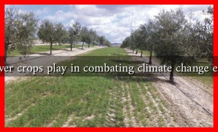 What role do cover crops play in combating climate change effects in the fall?