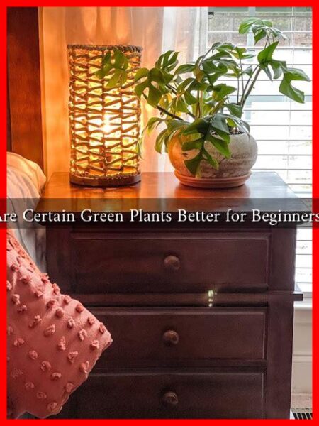 Are Certain Green Plants Better for Beginners?