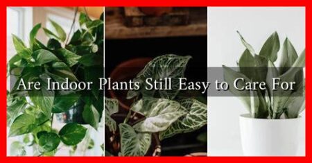 Are Indoor Plants Still Easy to Care For