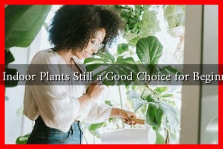 Are Indoor Plants Still a Good Choice for Beginners Are Indoor Plants Still a Good Choice for Beginners