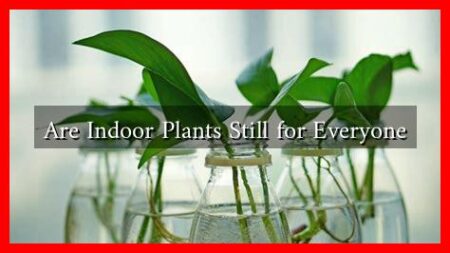 Are Indoor Plants Still for Everyone