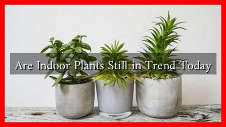 Are Indoor Plants Still in Trend Today