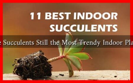 Are Succulents Still the Most Trendy Indoor Plants