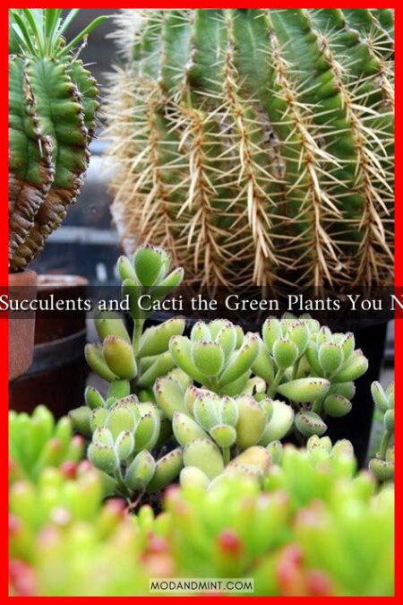 Are Succulents and Cacti the Green Plants You Need?