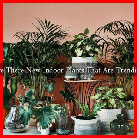 Are There New Indoor Plants That Are Trending