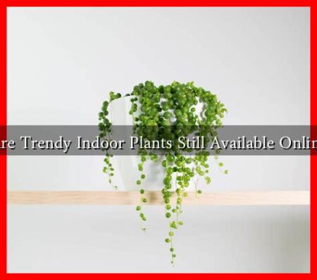 Are Trendy Indoor Plants Still Available Online Are Trendy Indoor Plants Still Available Online