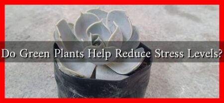Do Green Plants Help Reduce Stress Levels?