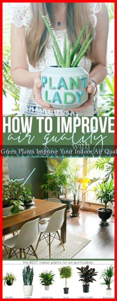 Do Green Plants Improve Your Indoor Air Quality?