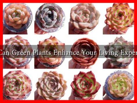 How Can Green Plants Enhance Your Living Experience?