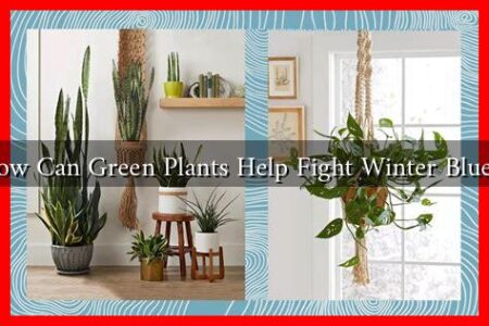 How Can Green Plants Help Fight Winter Blues? How Can Green Plants Help Fight Winter Blues?