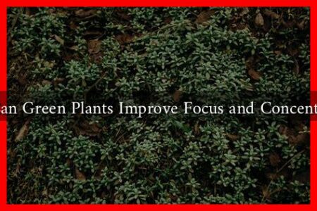 How Can Green Plants Improve Focus and Concentration?