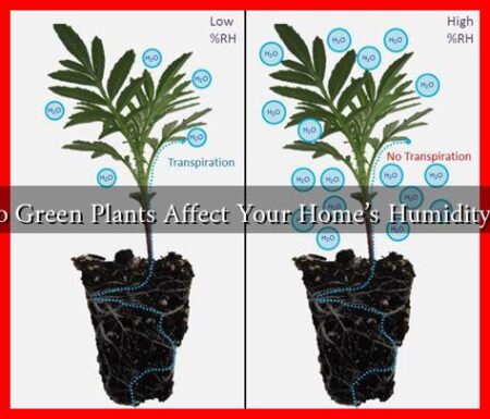 How Do Green Plants Affect Your Home's Humidity Levels?