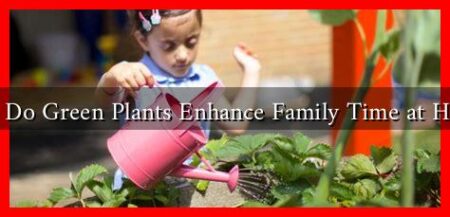 How Do Green Plants Enhance Family Time at Home? How Do Green Plants Enhance Family Time at Home?